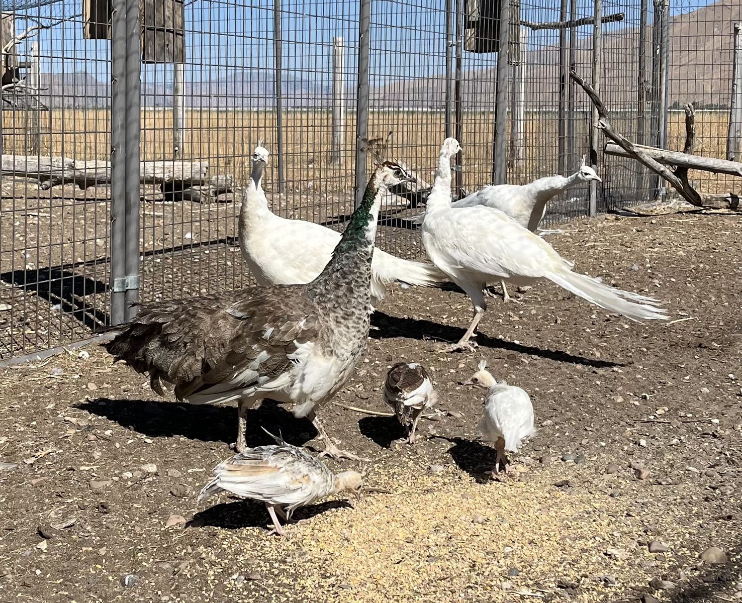 White/Pied Peacocks