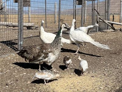 White/Pied Peacocks