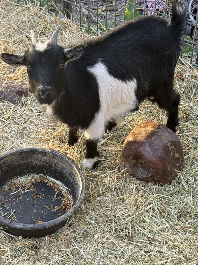 Nigerian Dwarf Female Goat