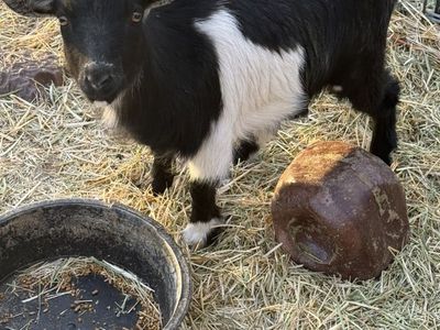 Nigerian Dwarf Female Goat