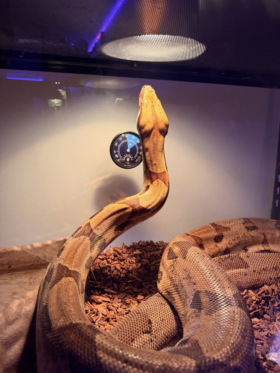 Boa Constrictor