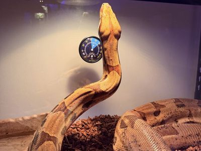 Boa Constrictor