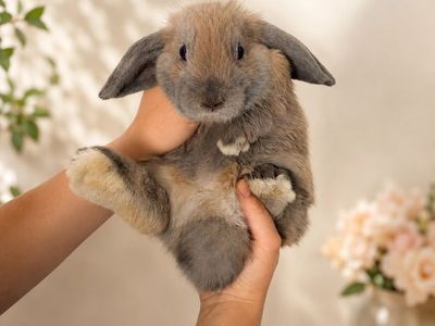 Purebred Holland Lop Baby Bunny Rabbit