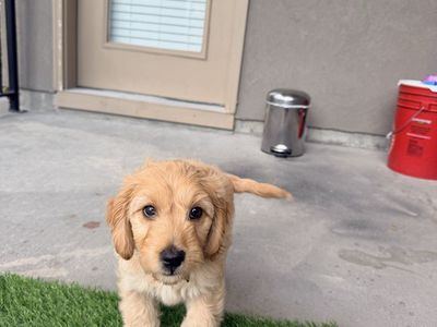 Mini Aussiedoodle (75% poodle 25% Aussie)