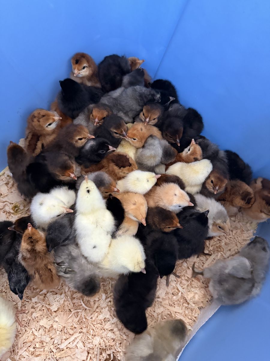 BarnYard Chicks Ready!