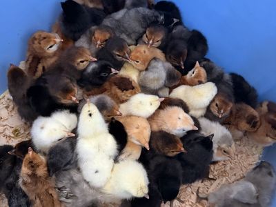 BarnYard Chicks Ready!