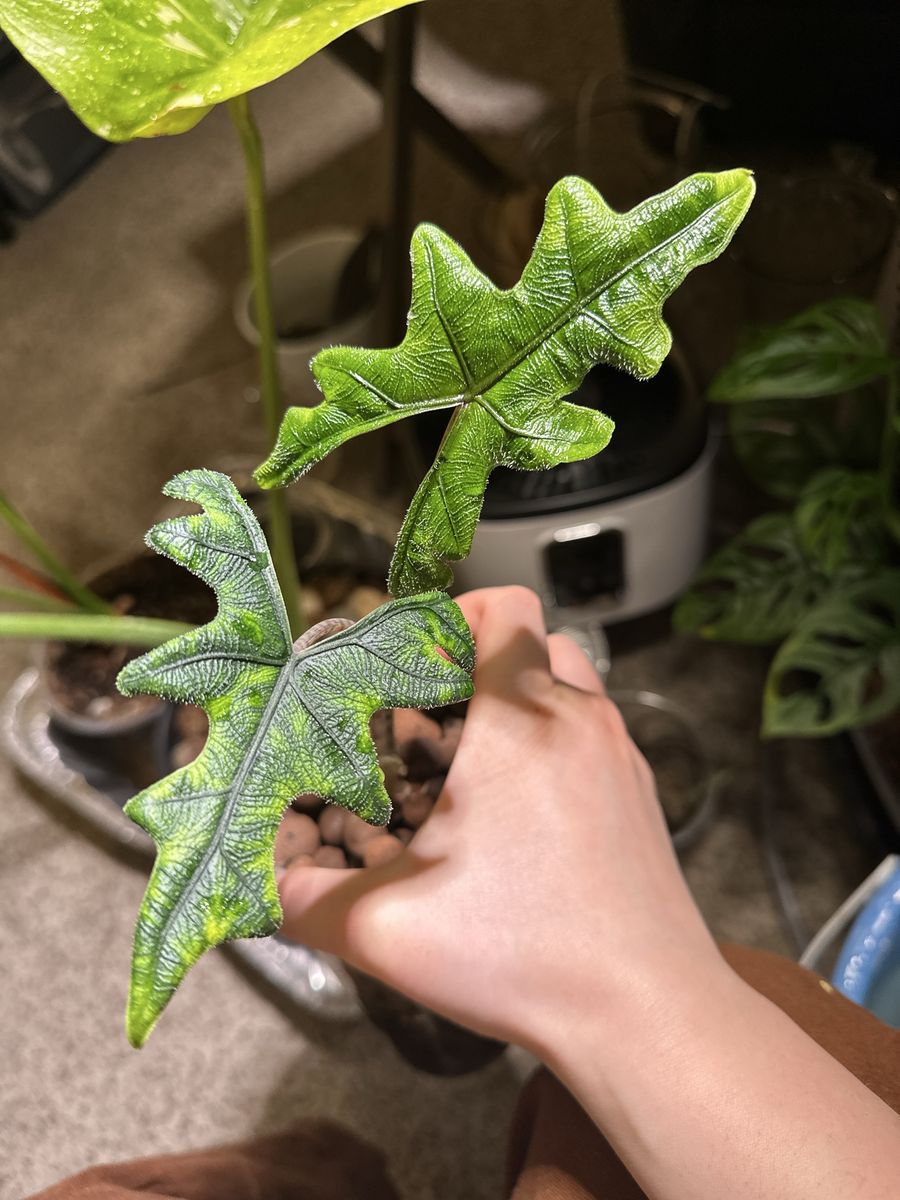 Alocasia Jacklyn