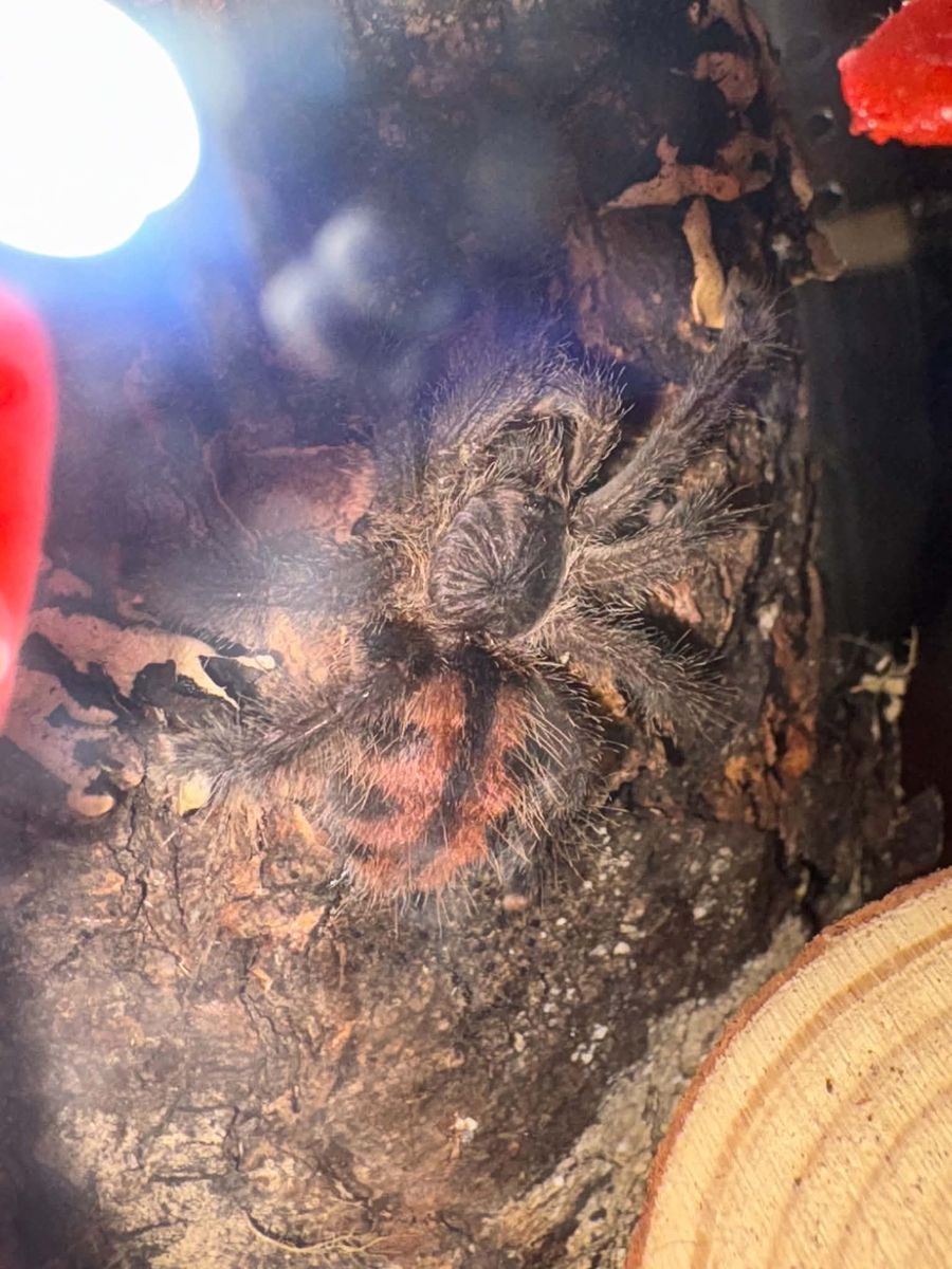 Juvenile Mexican pink toes tarantula Avicularia avicularia