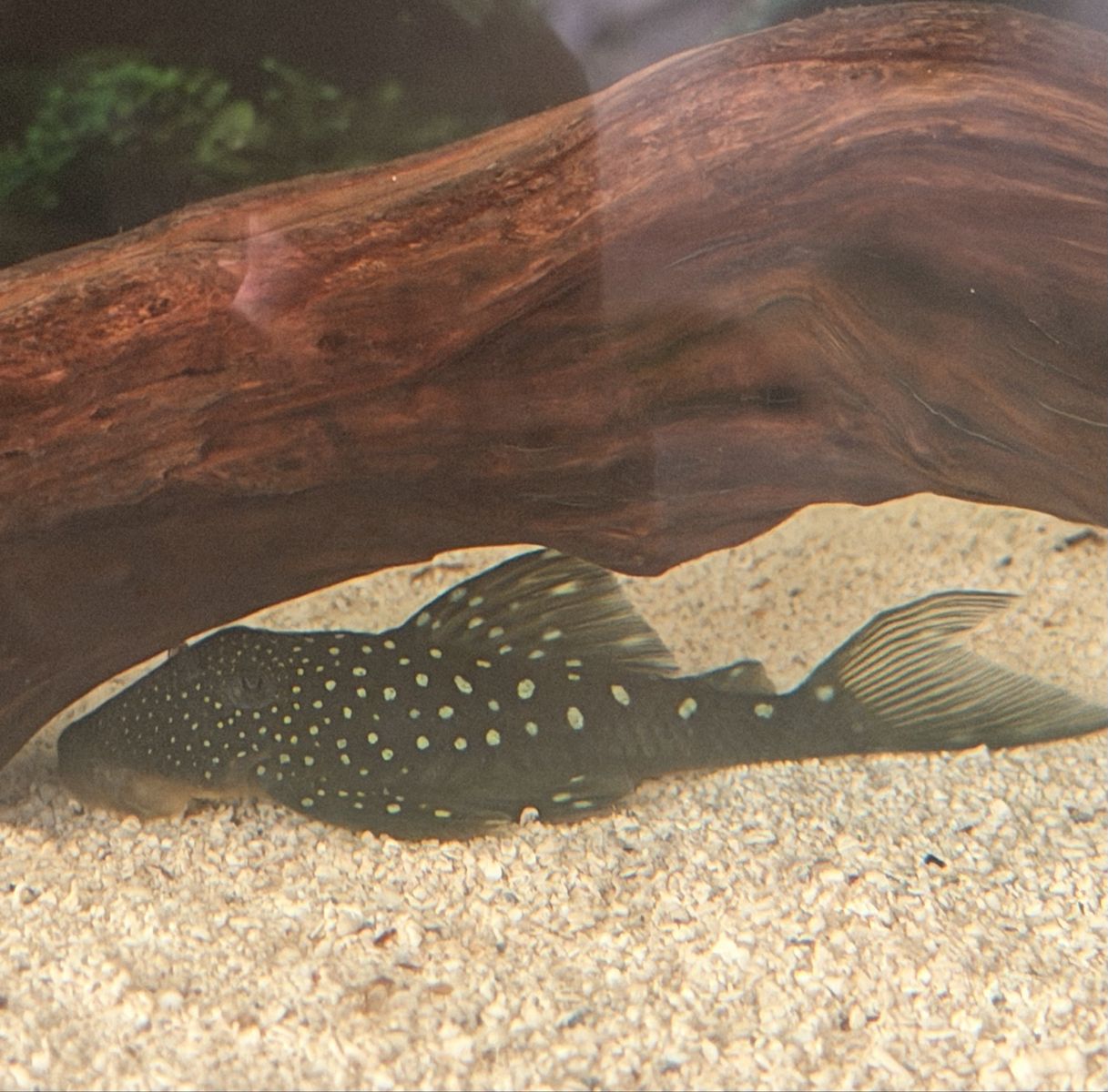 4” L128 Blue phantom Pleco