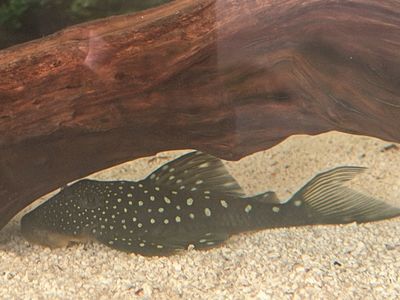 4” L128 Blue phantom Pleco