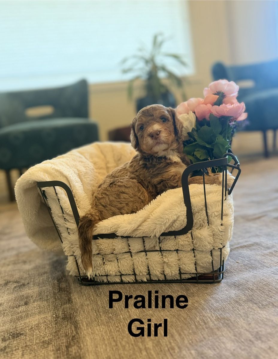 Adorably Sweet Bernedoodle Puppies ~Litter of 8