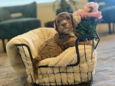 Adorably Sweet Bernedoodle Puppies ~Litter of 8
