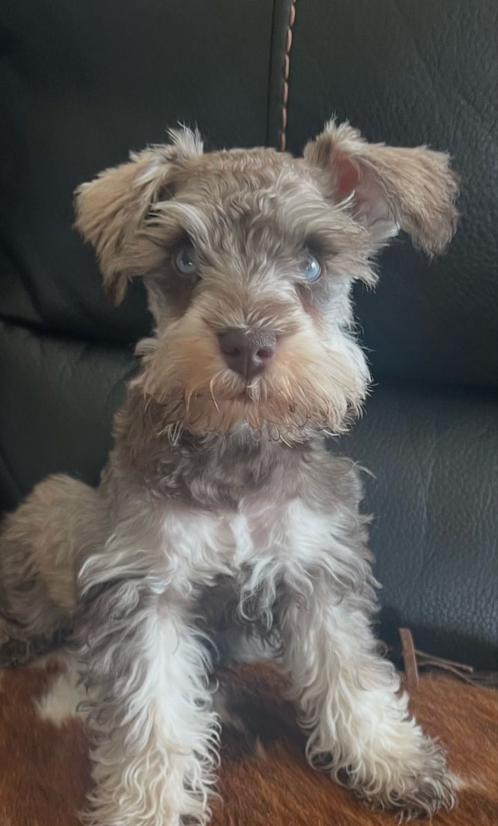 Blue Eyed AKC Mini Schnauzer