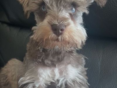 Blue Eyed AKC Mini Schnauzer