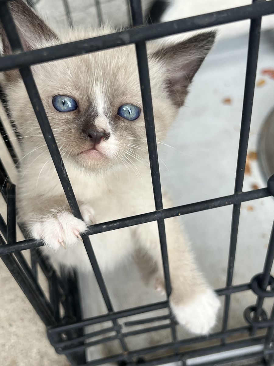 6 KITTENS FOR SALE * READ DESCRIPTION*