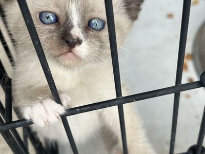 6 KITTENS FOR SALE * READ DESCRIPTION*