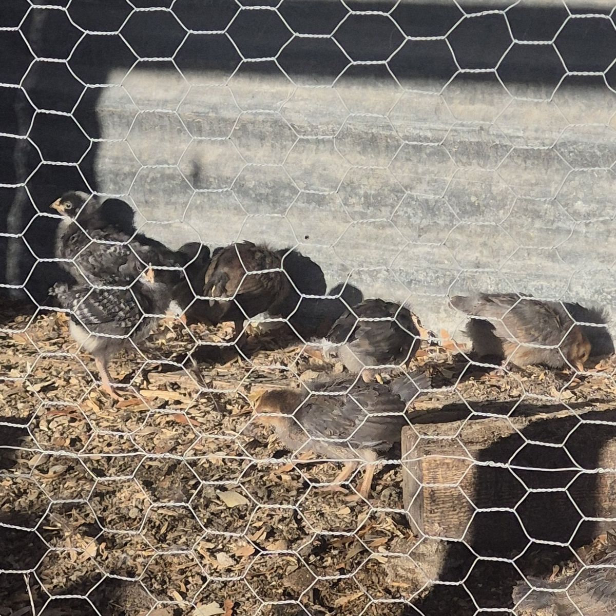 Production Blue chicks (Pullets)