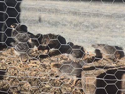 Production Blue chicks (Pullets)