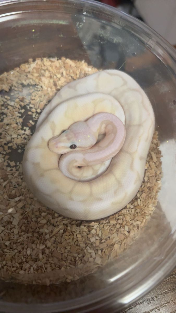 Male Pastel Spider Banana / Killer Bee Ball Python - 2 Years Old