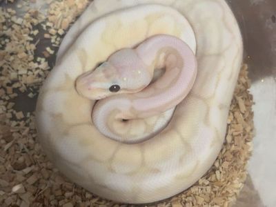 Male Pastel Spider Banana / Killer Bee Ball Python - 2 Years Old
