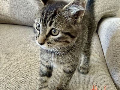 Kittens