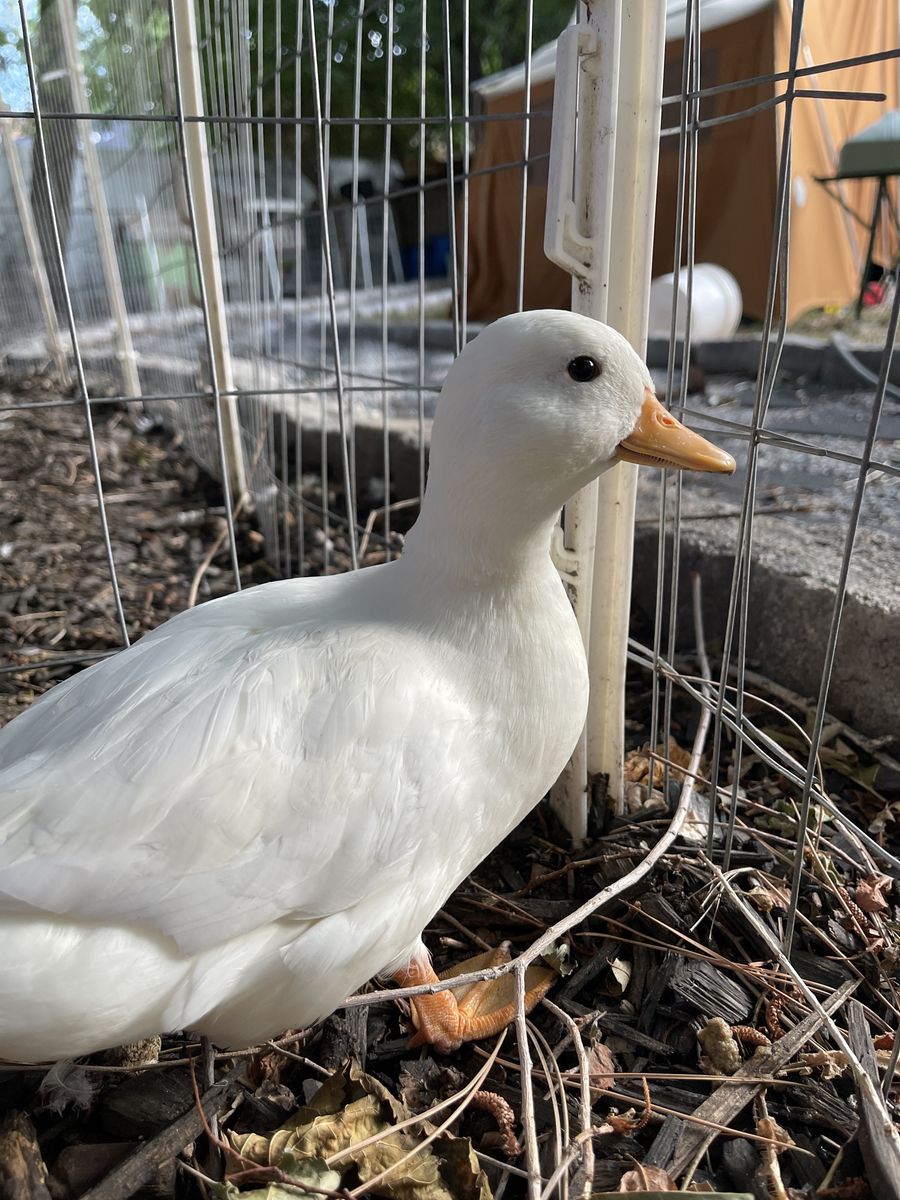 White Call Female Duck