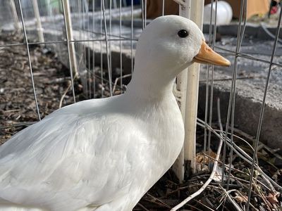 White Call Female Duck