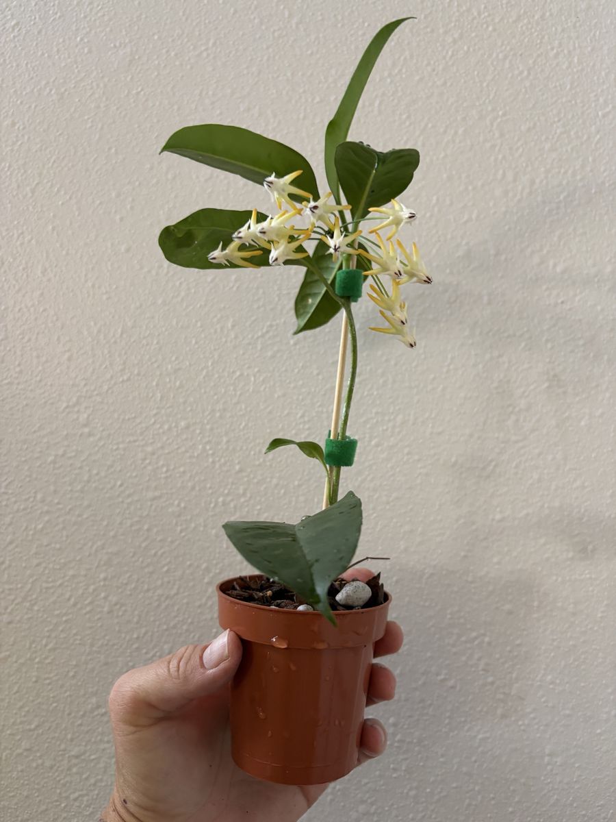 Hoya Shooting Star- Established, Blooming, Healthy