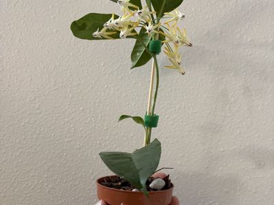 Hoya Shooting Star- Established, Blooming, Healthy