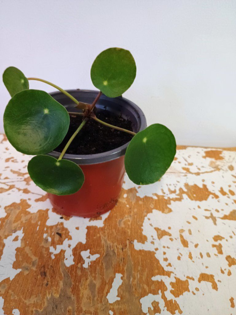 Chinese money plant. 3" nursery pot.