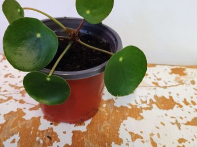 Chinese money plant. 3" nursery pot.