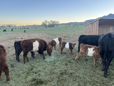 young Dexter X Belted Gallaway Heifer