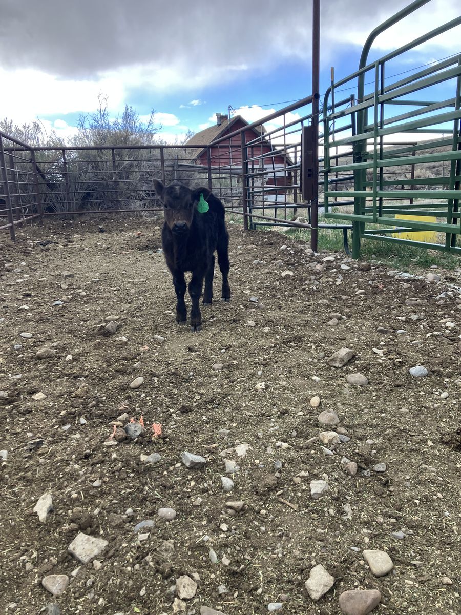 Bottle calf for sale