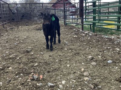 Bottle calf for sale