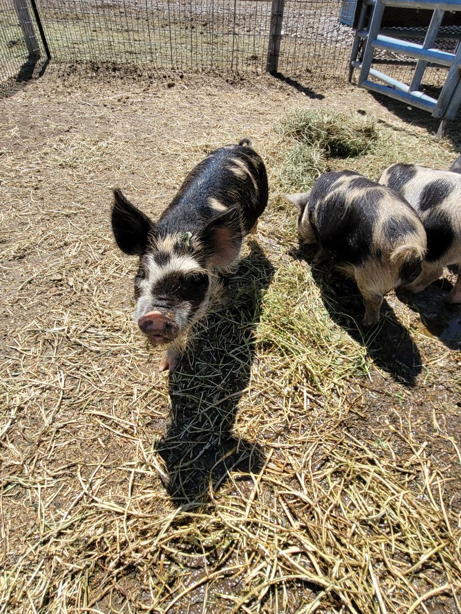 IPP Boar