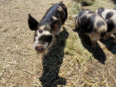 IPP Boar