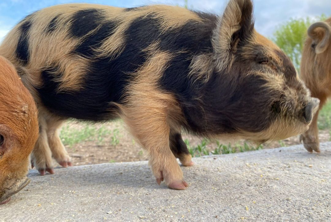 Kunekune pigs