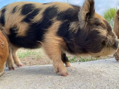 Kunekune pigs