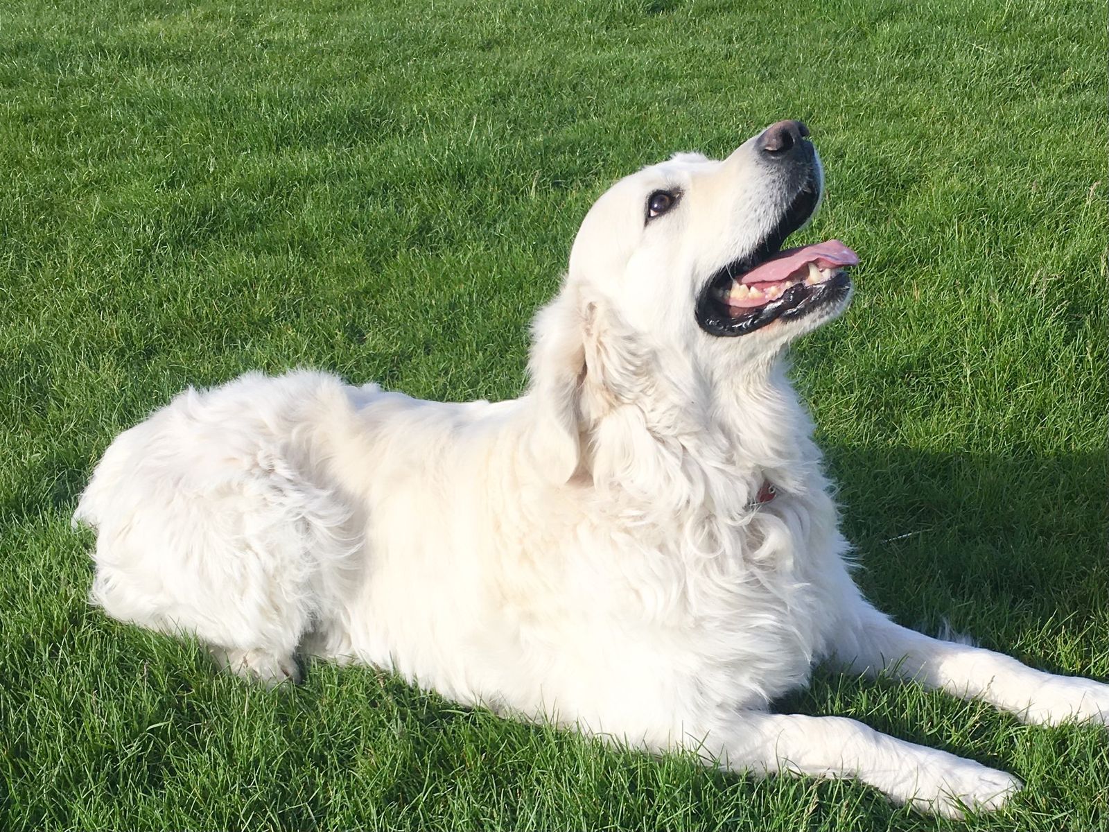 Male Golden Retriever AKC Registered OFA Health Tested