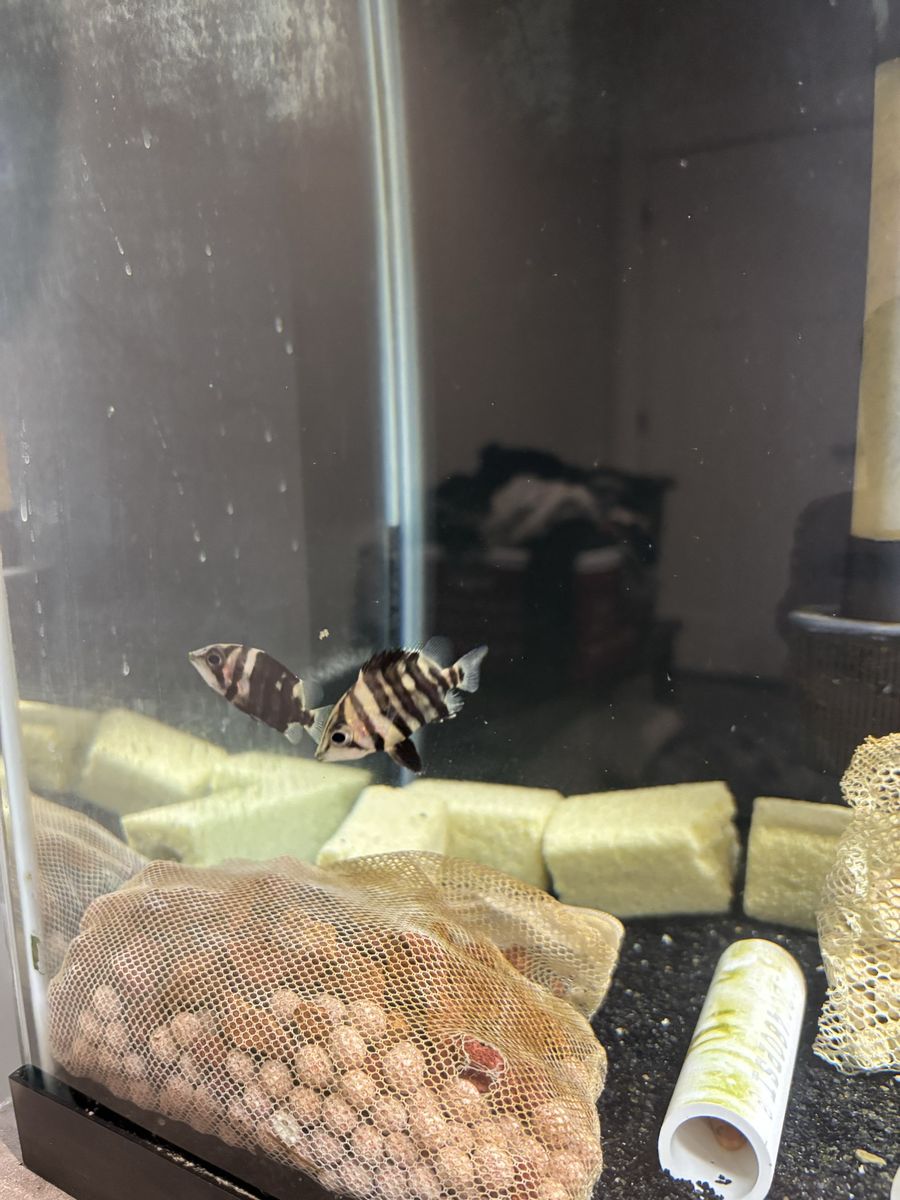 3 datinoids for a deal