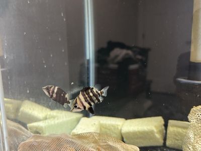 3 datinoids for a deal