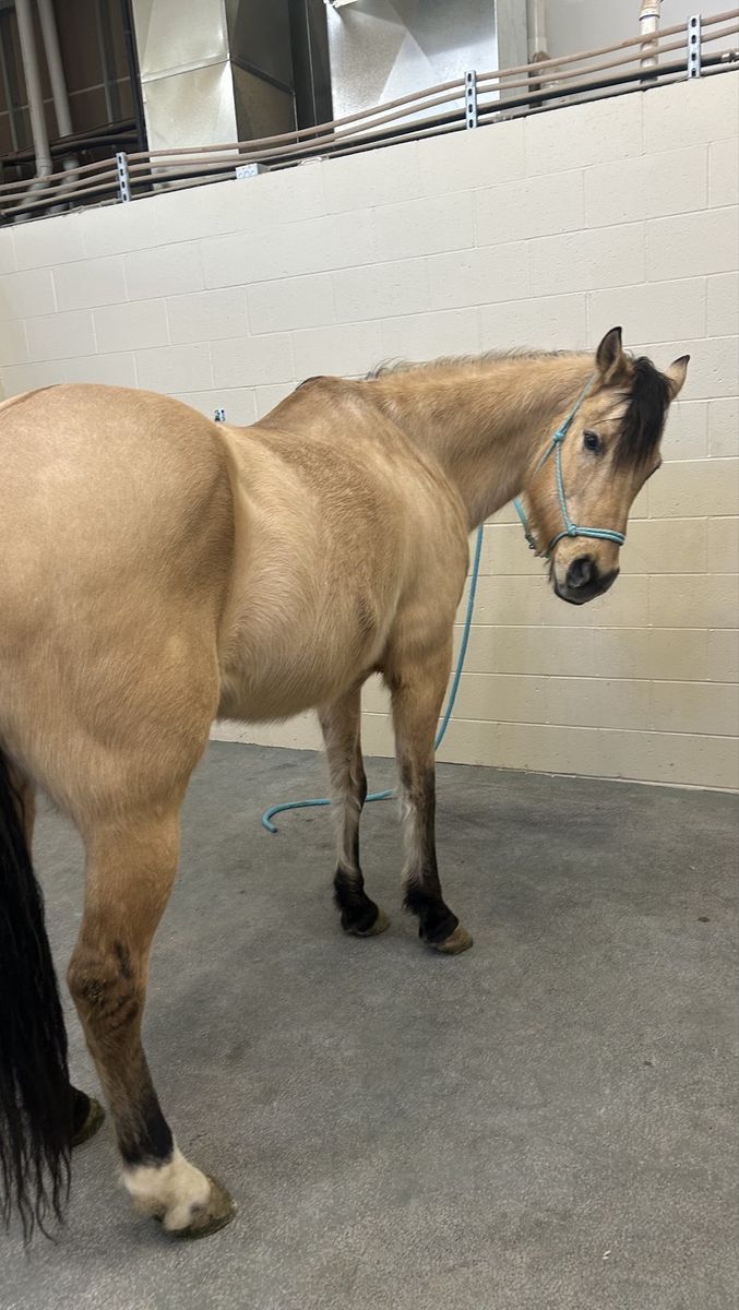 Buckskin quarter horse pasture companion