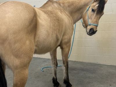 Buckskin quarter horse pasture companion