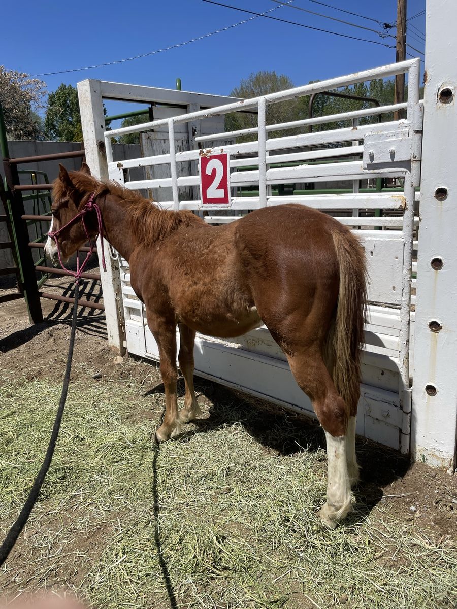Stocky yearling colt