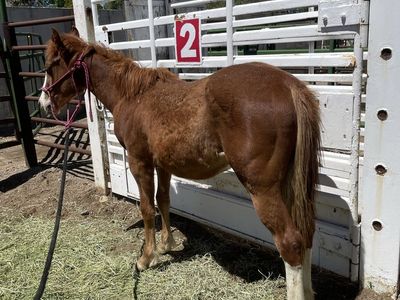 Stocky yearling colt