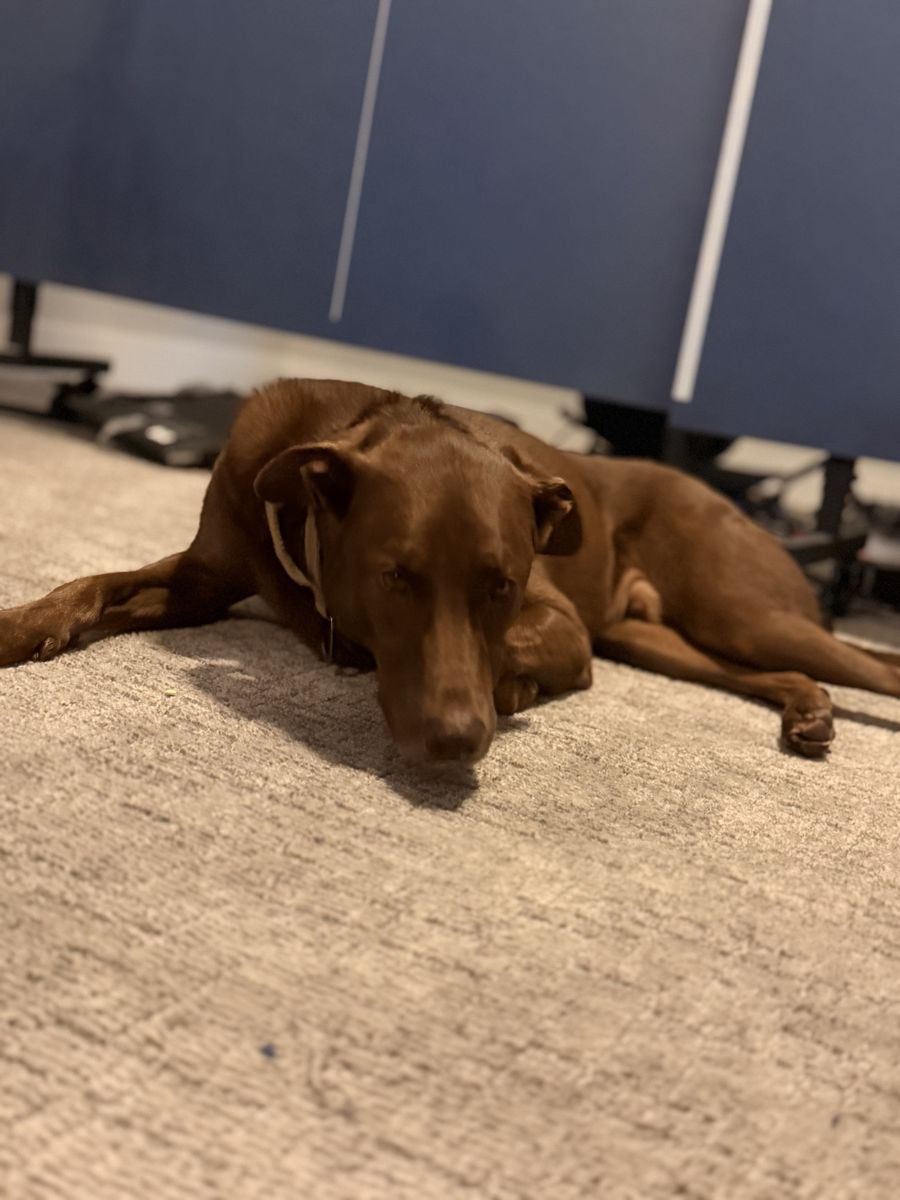 Chewy - Brown Lab