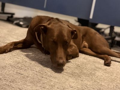 Chewy - Brown Lab