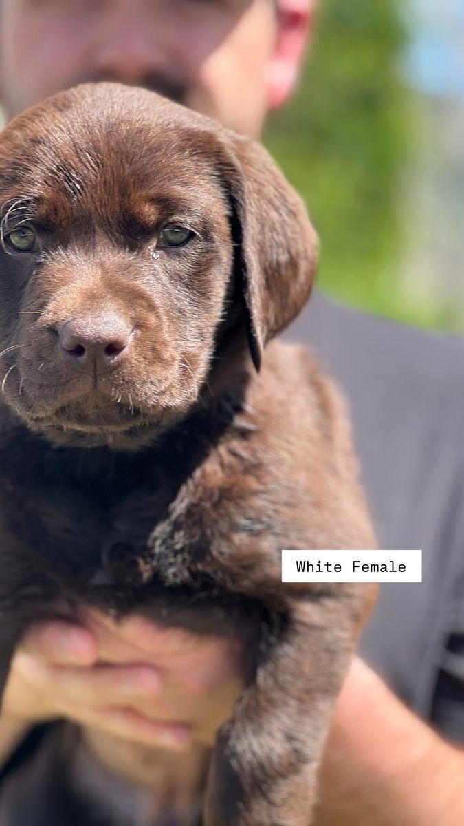 1 female Chocolate AKC Lab Puppies Left - Proven Hunting & Family Lines