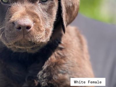 1 female Chocolate AKC Lab Puppies Left - Proven Hunting & Family Lines