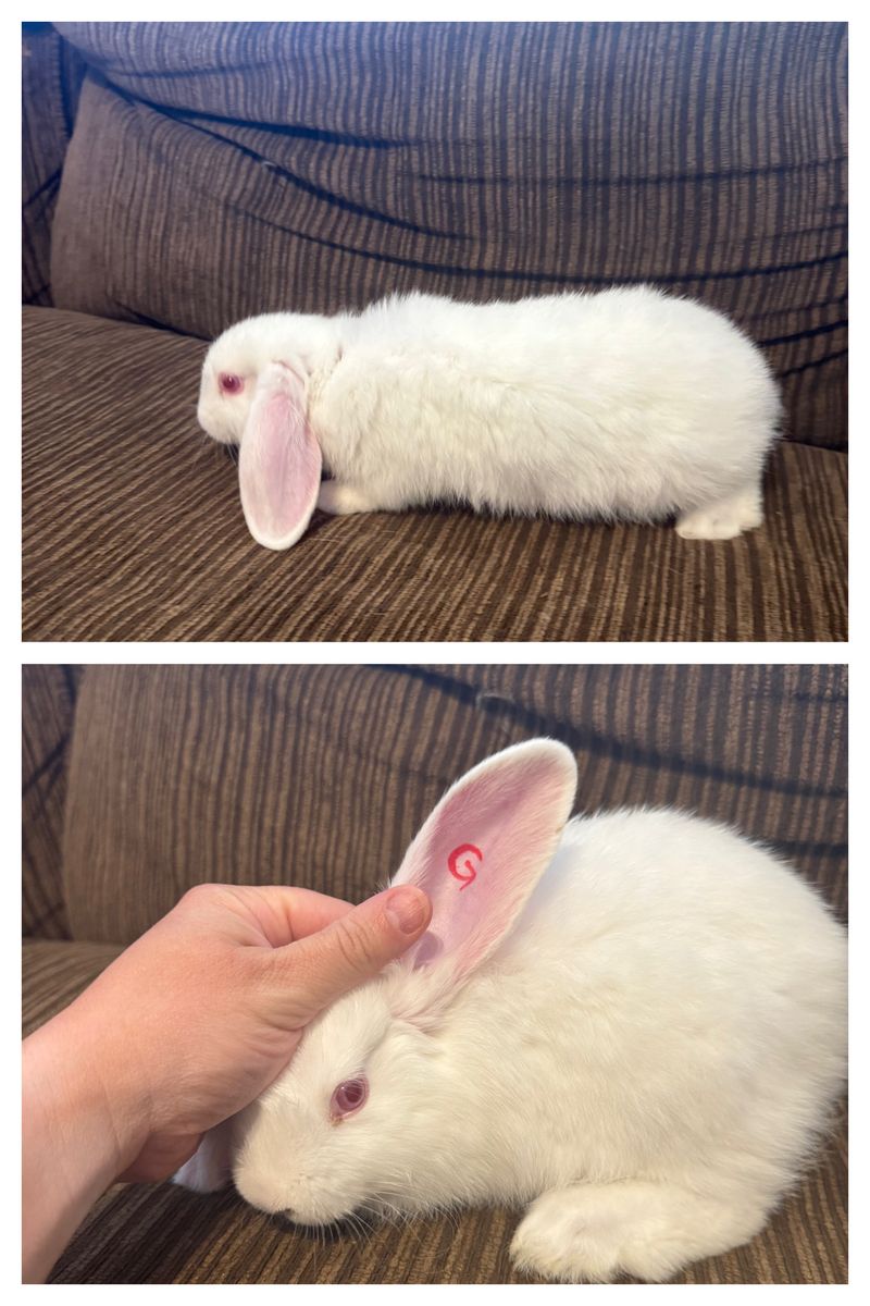 Live Mixed Breed Rabbits - 7 Weeks Old (5 Does, 7 Bucks)